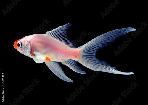 Wall Mural gold fish isolated on black background