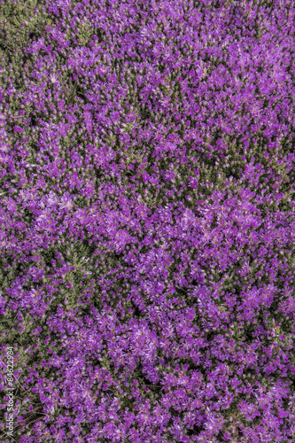 Close up view of a beautiful purple Vygie South African Succulent ground cover plant in the garden.