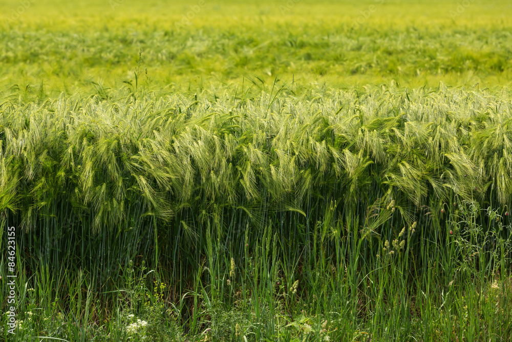 Close up of green barley field on natural light - obrazy, fototapety, plakaty 