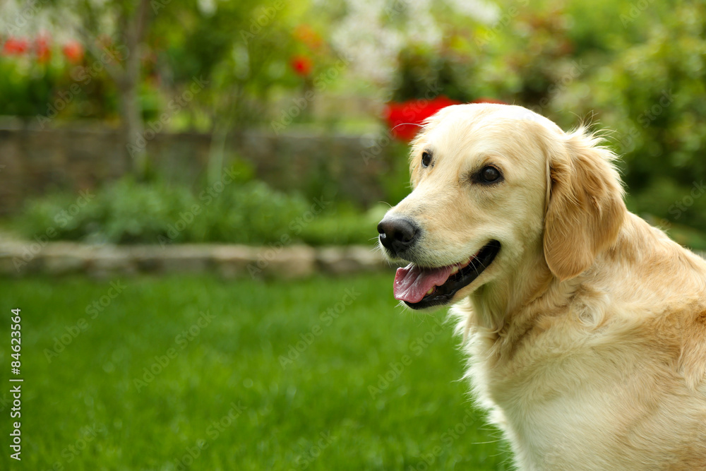 Adorable Labrador sitting on green grass, outdoors Adorable Labrador sitting on green grass, outdoors