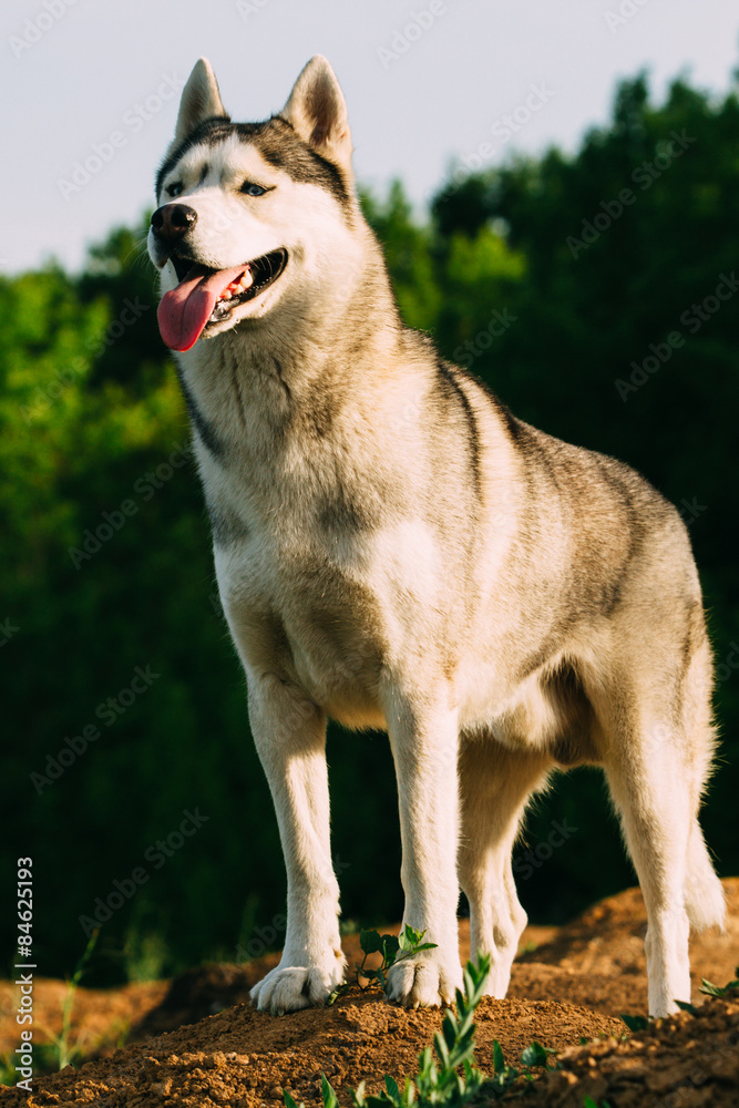 Portrait of a dog in full growth. Siberian husky