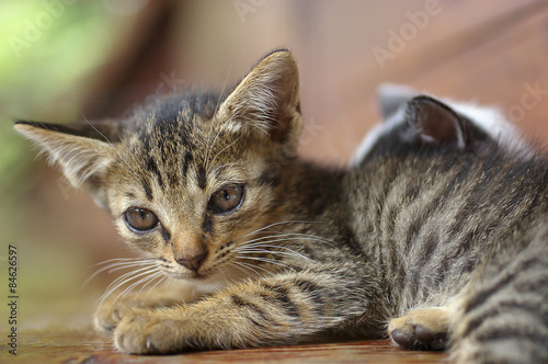 small kitten lying on the floor