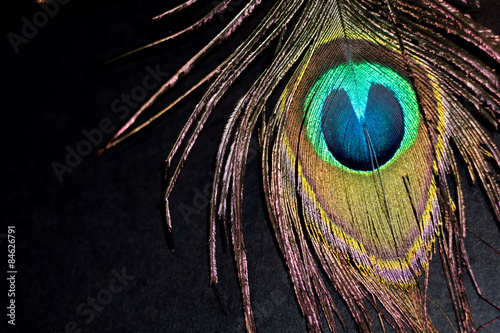 Peacock Feather