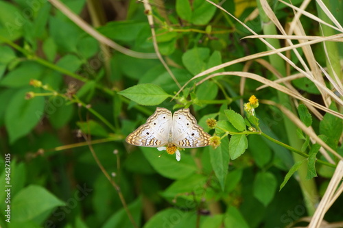 Edelfalter Anartia jatrophae photo