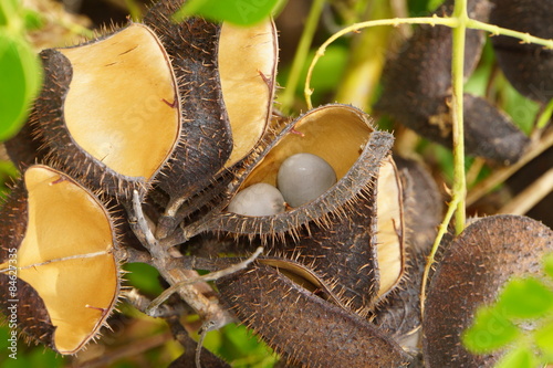 Früchte der Caesalpinia bonduc photo