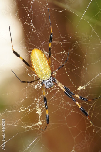 Goldene Seidenspinne (Nephila clavipes) photo