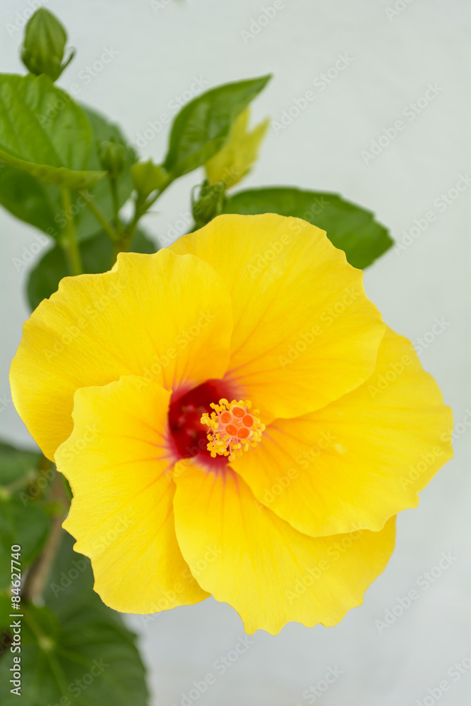 Hibiscus is a genus of flowering plants in the mallow family, Malvaceae
Hibiscus is a genus of flowering plants in the mallow family, Malvaceae