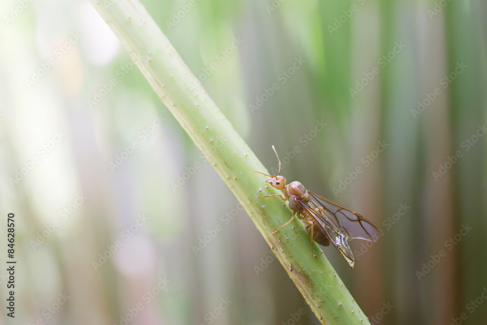 Insect on twig