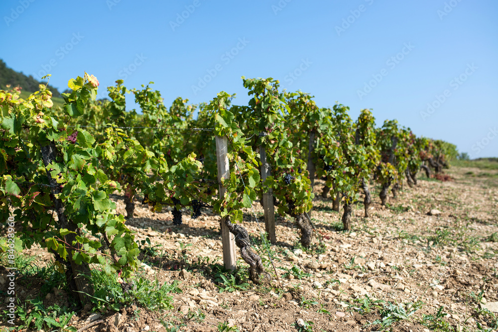 lines of vine during the harvest un Burgundy