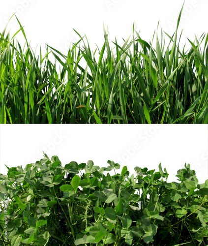 Background clover and wheat grass. photo