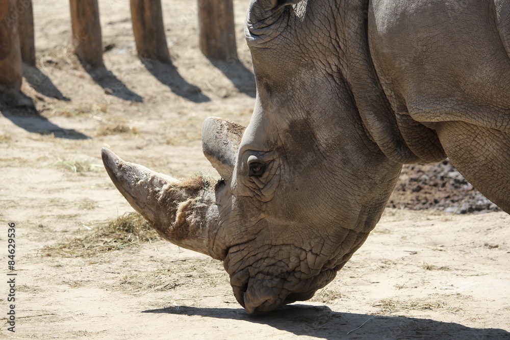 Naklejka premium closeup shot of a white rhinoceros head