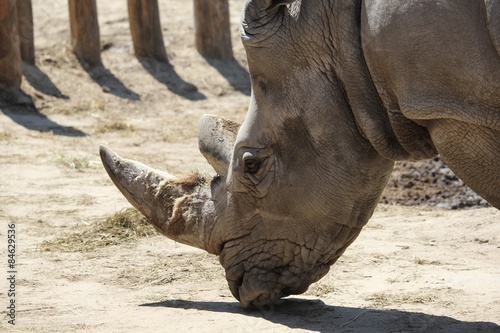 closeup shot of a white rhinoceros head