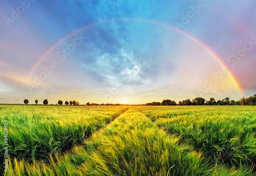 Fototapeta Naklejka Na Ścianę i Meble -  Rainbow Rural landscape with wheat field on sunset