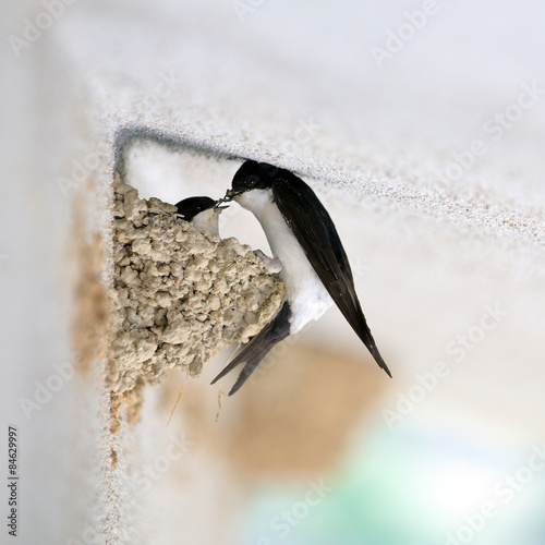 Swallow that makes the nest photo