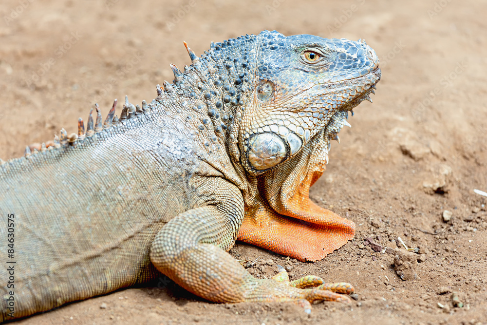 Closeup of iguana or lizard Closeup of iguana or lizard