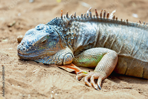 Iguana or lizard on yellow sand