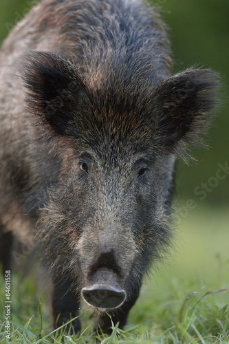 Wild boar closeup