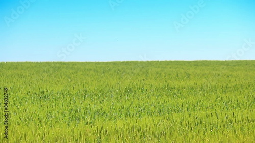 Wheat green field against the blue sky