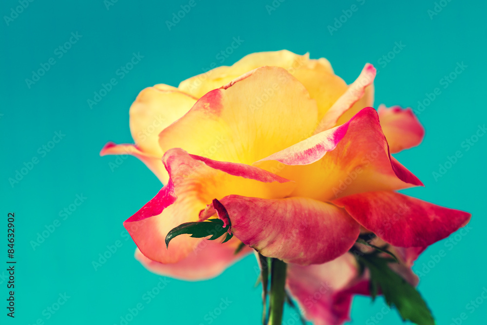 Viintge colorful rose against blue background Viintge colorful rose against blue background