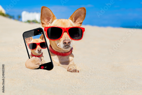 dog  selfie buried in sand photo