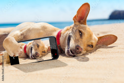 selfie summer dog © Javier brosch