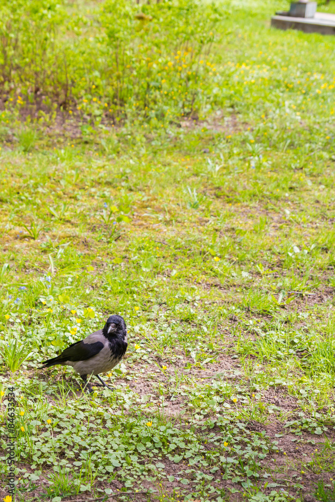 crow on the green grass crow on the green grass