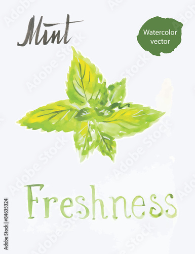 Mint leaves