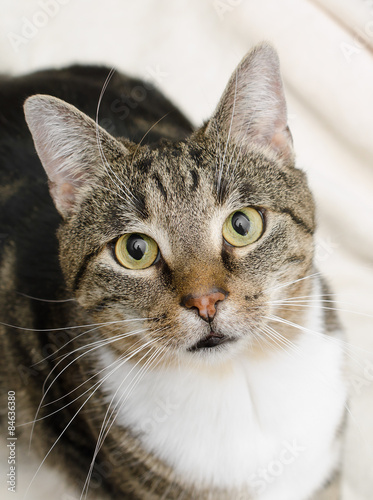 Katze starrt winkenden Fotografen an