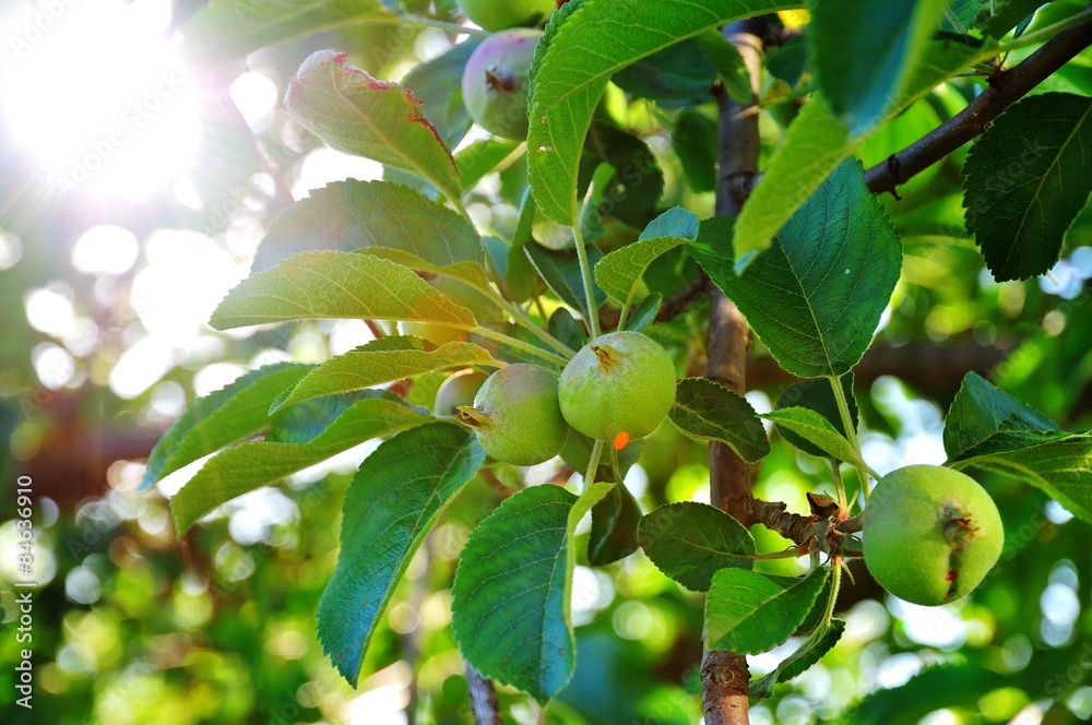 Fruits apple