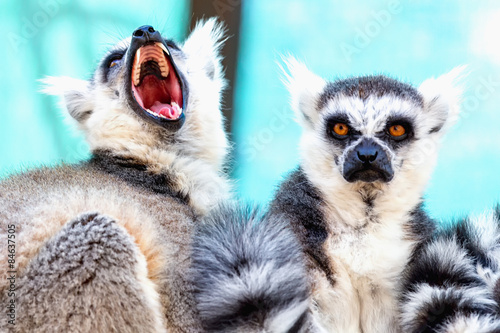 Angry and hungry lemurs