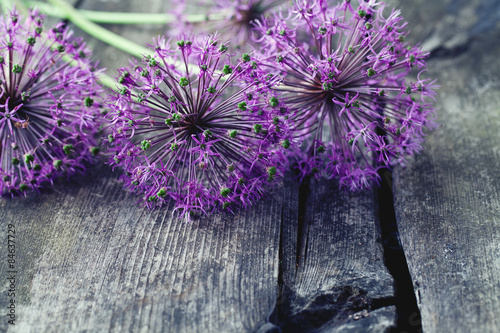 alium flowers on wooden surface photo