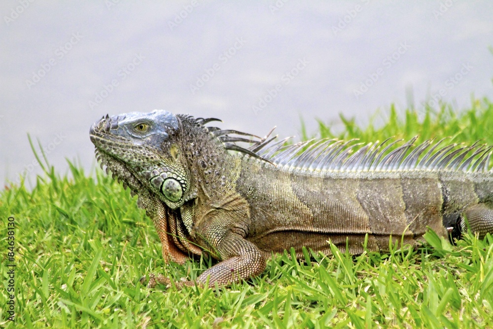 Fototapeta premium Florida Landscapes, Male Iguana