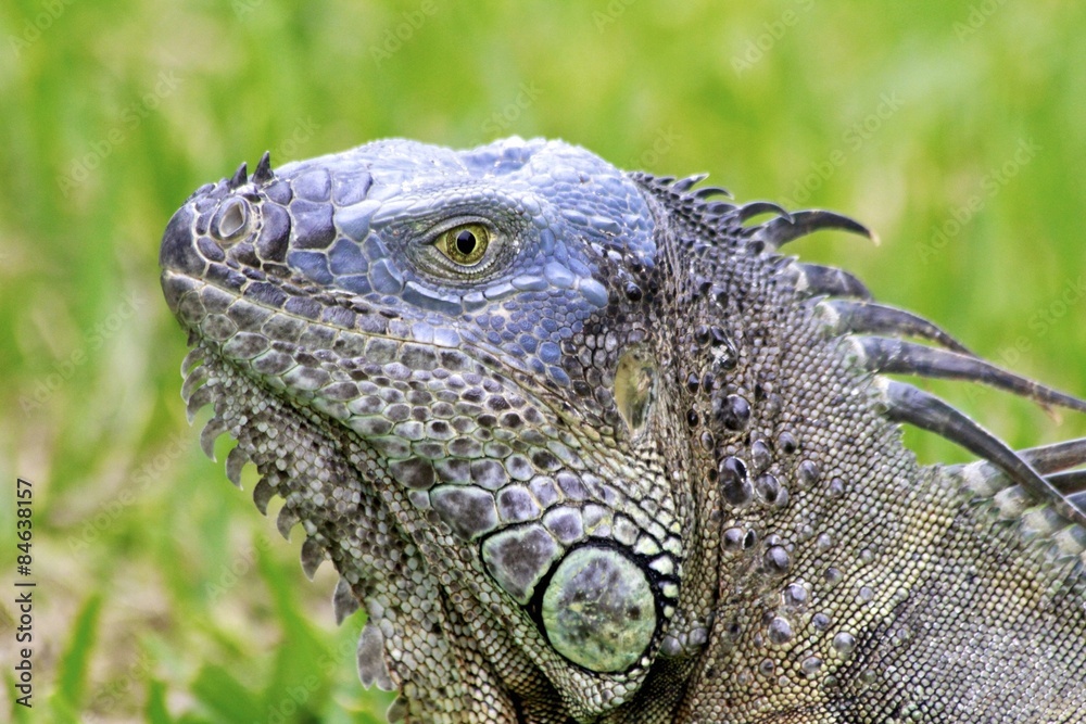 Green Male Iguana, Miami