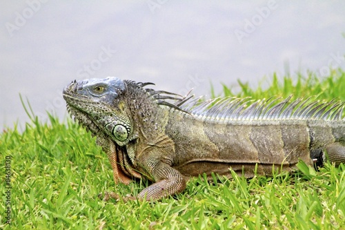 Florida Landscapes, Male Iguana