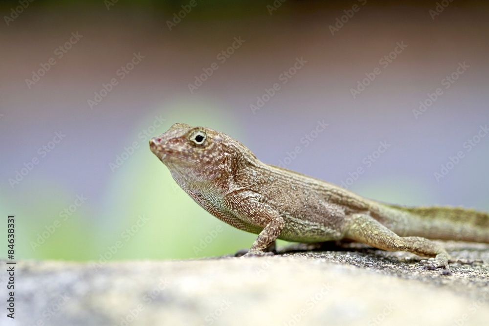 Fototapeta premium Brown Lizard, Florida Wildlife