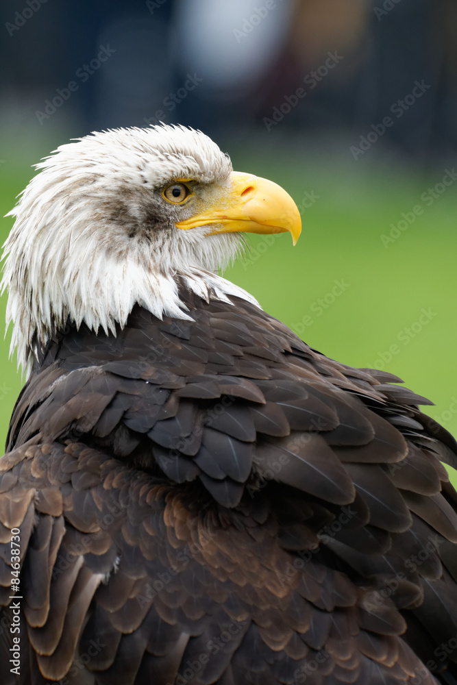 Weißkopfseeadler, Haliaeetus leucocephalus Weißkopfseeadler, Haliaeetus leucocephalus