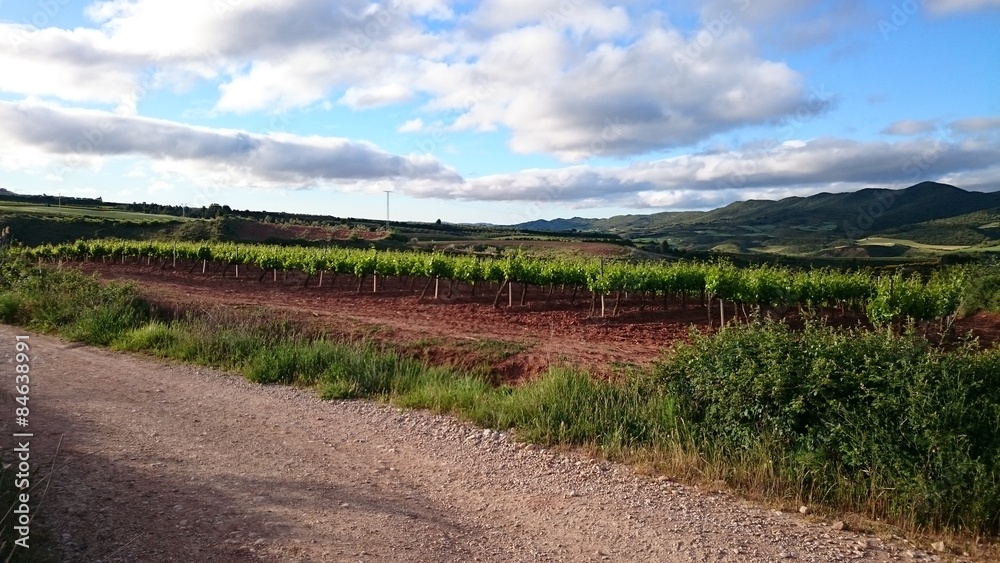 Fototapeta premium Viñedos