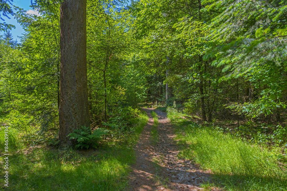 Footpath through a forest in sunlight in spring
