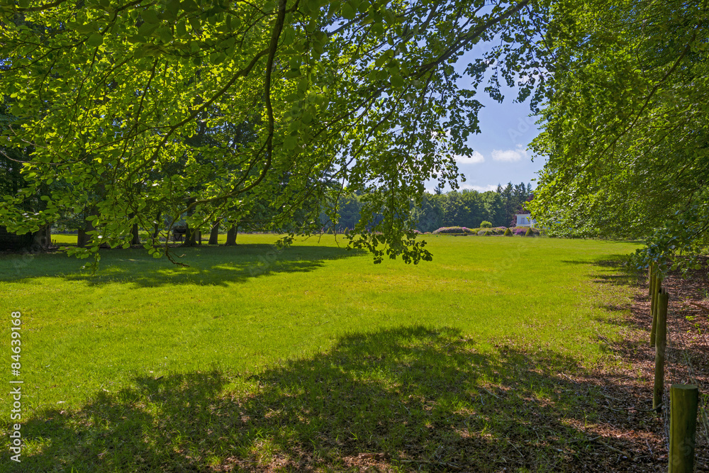 Foliage of a beech forest in sunlight in spring