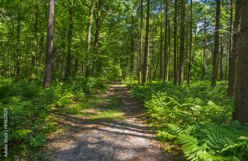 Footpath through a sunny forest in spring