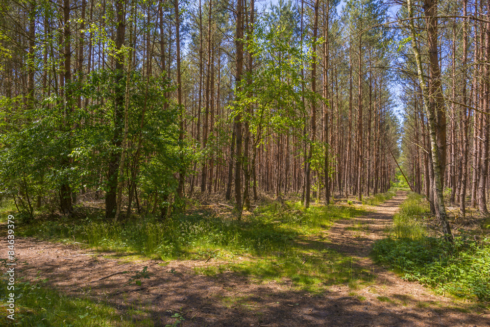 Obraz premium Footpath through a pine forest in spring