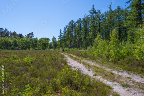 Footpath along a pine forest in spring 