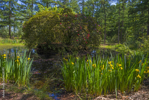 The shore of a sunny pond with wild flowers in spring photo