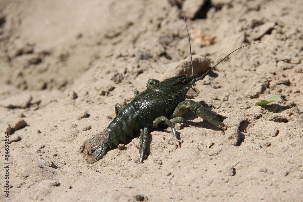 crab in the sand