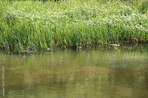 reeds by the river