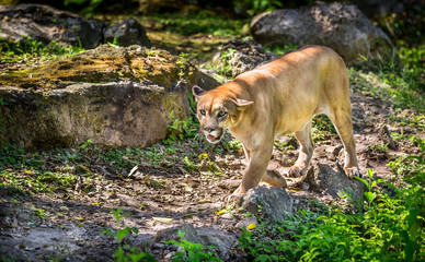 Crédence de cuisine Puma Puma sauvage en pleine alerte  © Maciej Czekajewski