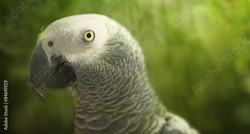 African Grey Parrot