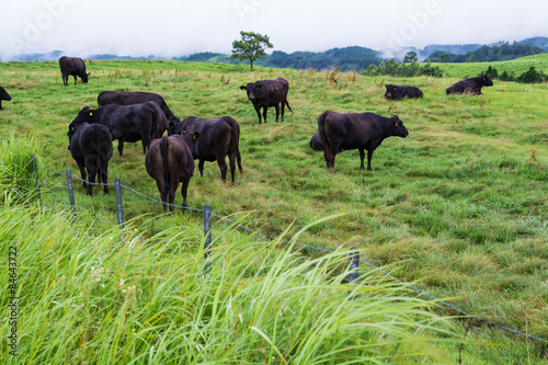 牛の放牧 © TOMO