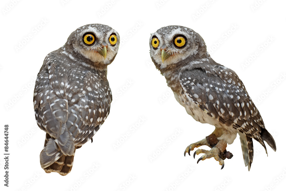 Fototapeta premium spotted owlet or athene brama bird