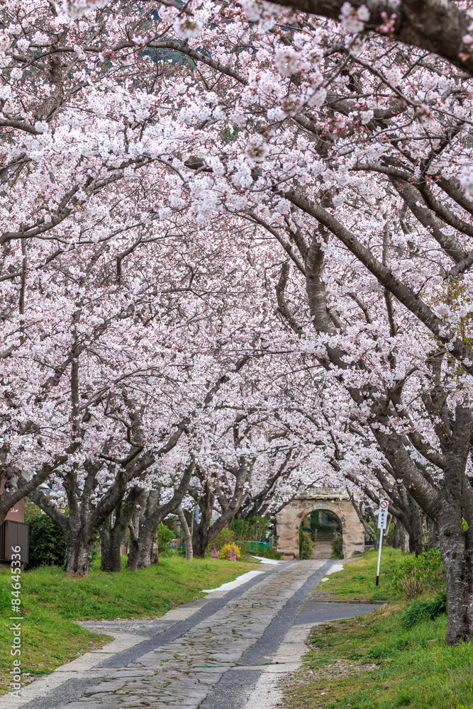 桜のアーチ＠佐賀県武雄市